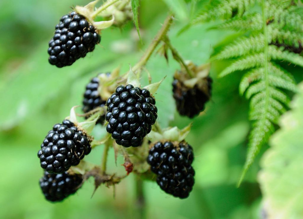 Blackberries Assortment Special Fruit