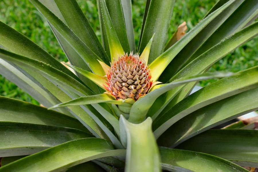 Baby pineapple Assortment Special Fruit