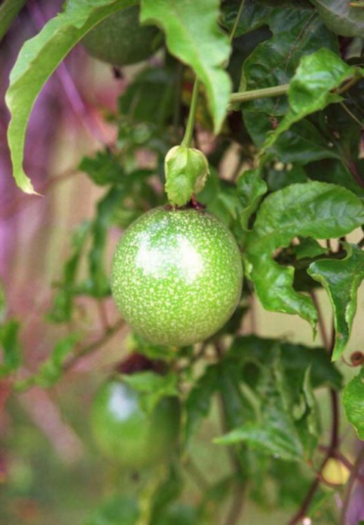Granadilla - Assortment - Special Fruit
