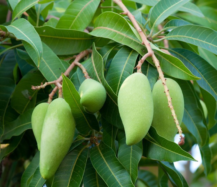 Mango - Assortment - Special Fruit