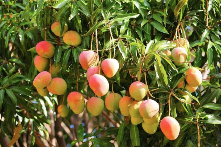 Mango - Assortment - Special Fruit