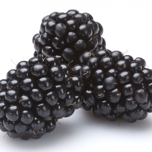 Blackberries