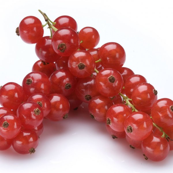 Red currants