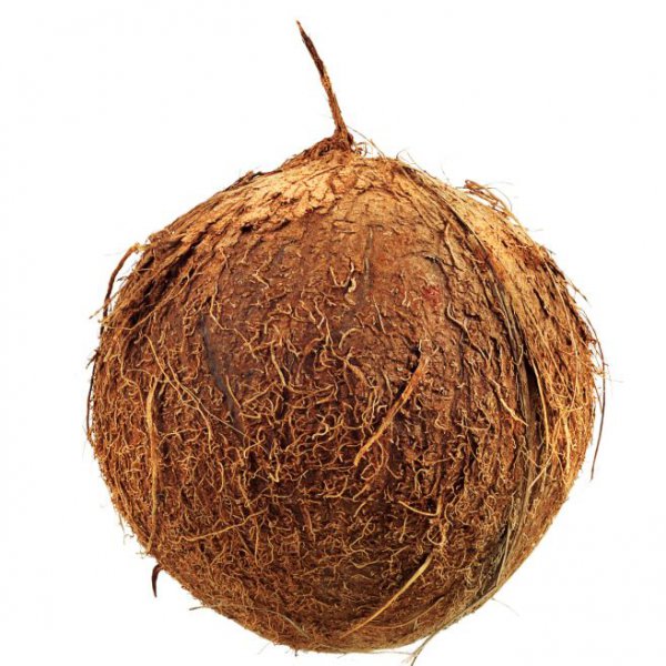 Coconut