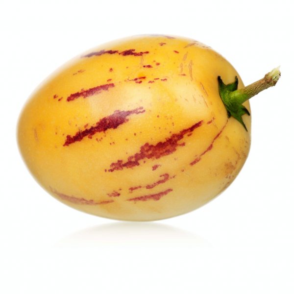 Pepino Pepino