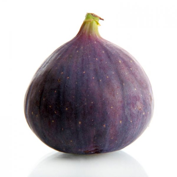 Fig