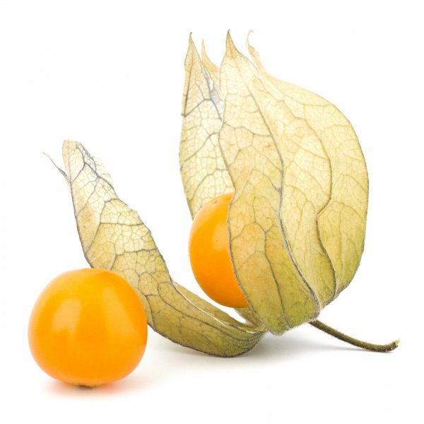 Physalisberry Physalisberry