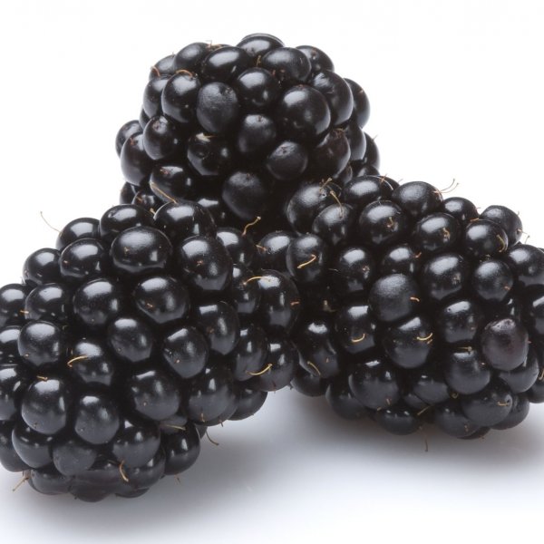 Moras Moras