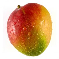 Mango tree ripened