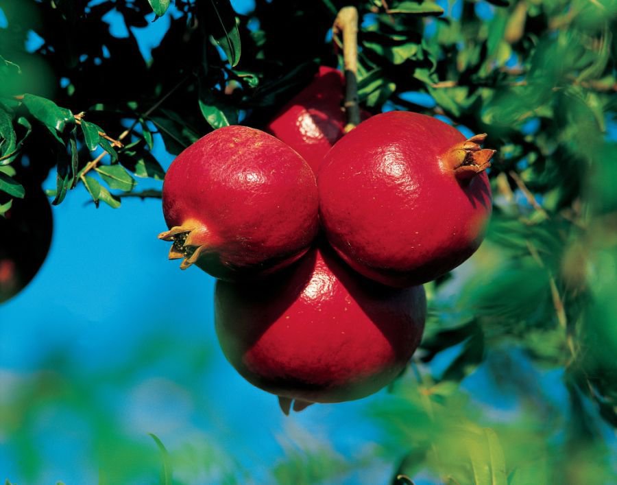 Grenade Assortiment Special Fruit