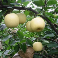 Fall in love with our fall products...&lb;&lb;Chinese Nashi pearsThe subtle taste of Asia, freshly harvested5 or 9 kg&lb;
