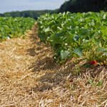 Aardbei strawberryfield