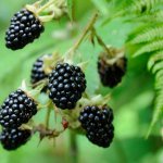 blackberries