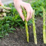 learn-grow-endless-supply-asparagus