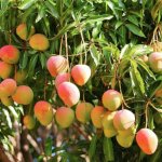 mango-tree