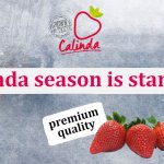 Calinda, de lekkerste aardbei uit Spanje 